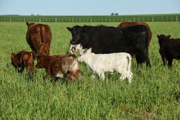 White Shorthorn calf , in Argentine countryside, La Pampa province, Patagonia, Argentina.