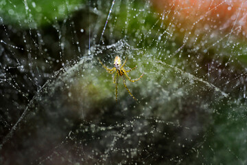 close-up of spider hanging on the web after rainy day