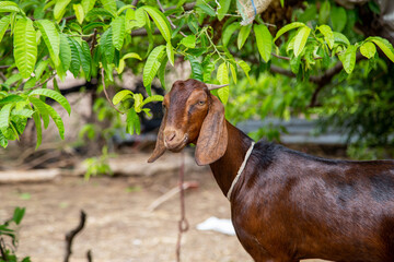 Brown Indian goat tied up in a farm
