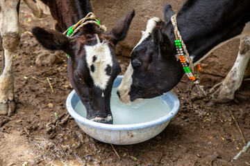 Two cows drinking water
