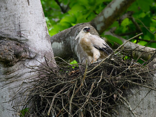 Crested Eagle chick on the nest