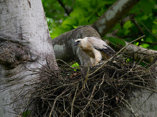 Crested Eagle chick on the nest