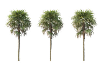 Fototapeta premium Palm trees on a white background.