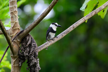 White-necked Puffbird on tree branch against green background 