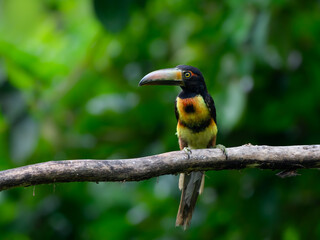 Collared Aracari perched on tree branch on green background, portrait