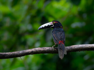 Collared Aracari perched on tree branch on green background, portrait