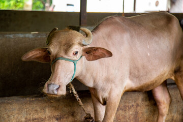 Indian buffalo at the local dairy farm in Maharashtra village, India