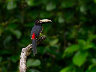 Collared Aracari perched on tree branch on green background, portrait