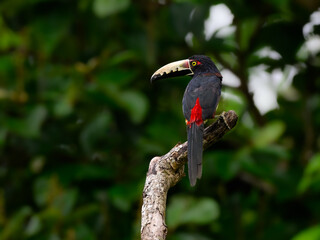 Collared Aracari perched on tree branch on green background, portrait
