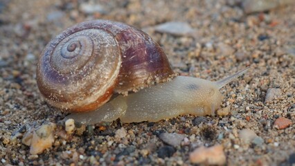 simpático caracol en un sendero arenoso, caparazón marrón, cuerpo beige, cuatro antenas, lérida, españa, europa