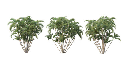 Palm trees on a white background.