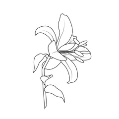 Lily flower for logo. Fashionable botanical elements. A hand-drawn line leaves branches and blooms. Wedding flower for an invitation save a postcard with the date. Vector