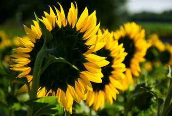 bright yellow sunflowers in diminishing perspective. soft blurred background. scientific name Helianthus annuus. agriculture and food ptoduction. beauty in nature. selective focus.