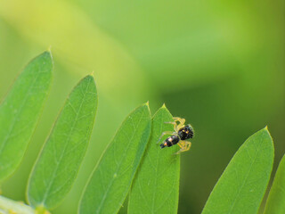Fototapeta premium close-up of spider on grass flowers