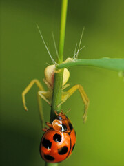 close-up spider hunting for other insects
