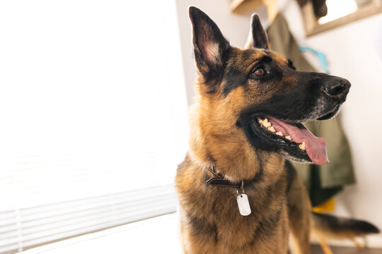 German shepherd looking away and panting while standing against window at home, copy space