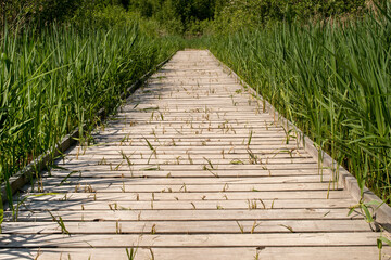 Wooden boardwalk in tall reeds in summer over wetlands.