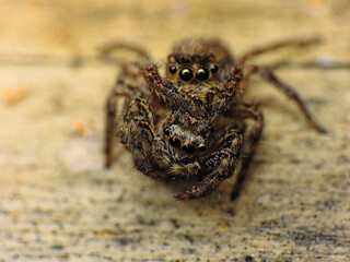 close-up of spider eating the other spider