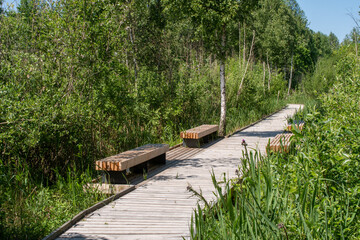 Wooden benches along a boardwalk in a wetland in summertime.