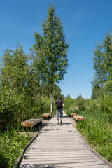 The hiker walks on a wooden boardwalk in a wetland.