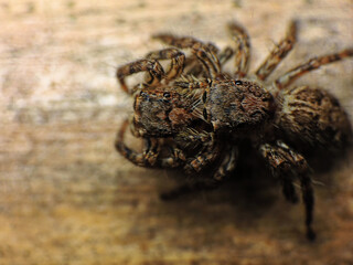 close-up of spider eating the other spider