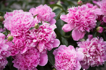 Bush with flowers of pink peonies in the garden in sunlight