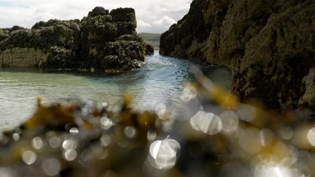 An Ocean swell steadily builds and forces its way through a small gap in rocks covered in bladder wrack seaweed (Fucus vesiculosus) to create a wave that comes crashing directly towards the camera.