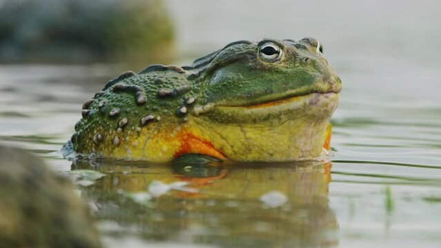 Closeup Shot Of African Bullfrog Sitting Peacefully In A Shallow Pond In Central Kalahari Wildlife Reserve, Botswana. - Selective Focus