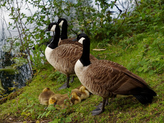 3 Geese with Goslings Lakeside Park 