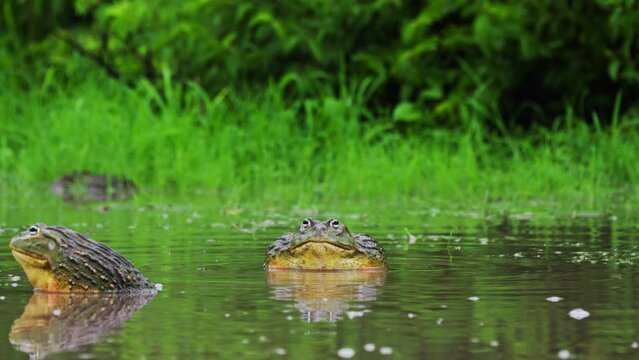 Two African Bullfrogs Croaking In Pond During Rainy Season In Central Kalahari Wildlife Reserve, Botswana. - Closeup