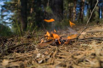 A fire broke out in the woods from an abandoned cigarette butt by a careless man. Wildfire. The...