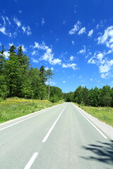 Empty road through the forest