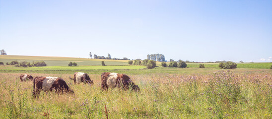 Naklejka na ściany i meble landscape with cows on a meadow