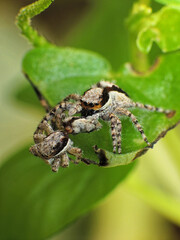 close-up of spider eating the others