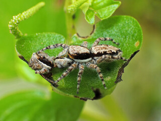 close-up of spider eating the others