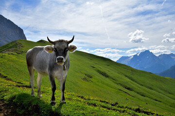 Eine Milchkuh steht auf dem Wanderweg der Via Dolomiti in den Dolomiten und im Hintergrund sieht man den Gletscher der Marmolata bei blauem Himmel mit Schleierwolken .