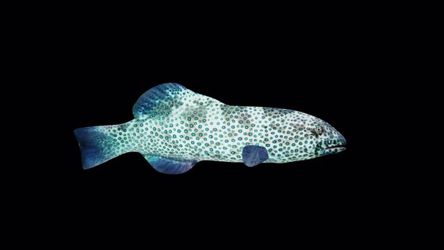 Coral Grouper Fish Side View – Plectropomus Pessuliferus, Animation.3840×2160.06 Second Long.Transparent Alpha video.LOOP.