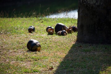 Palmyra palm fell on the grass beneath its tree.