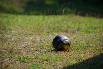 A palmyra palm fell on the grass.