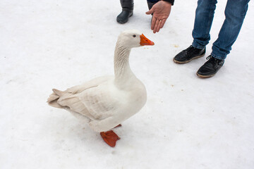 Red neb duck in front of snow background	
 - obrazy, fototapety, plakaty