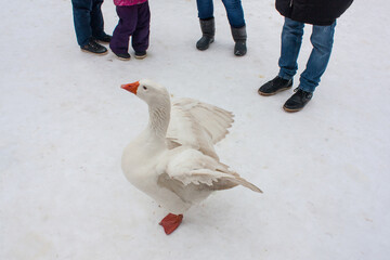 Red neb duck in front of snow background	
