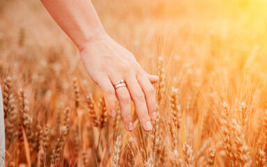 Hand wheat field. Young woman on cereal field touching ripe wheat spikelets by hand in sunset. Nature, summer holidays, agriculture concept.