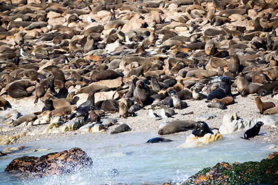 Large colony of seals on Geyser Island in South Africa a few meters from the coastline of Fynbos, this place is inhabited by a large number of sharks and other marine animals.