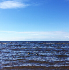 Two ducks in the sea. Blue water and clear skies. Place for text.