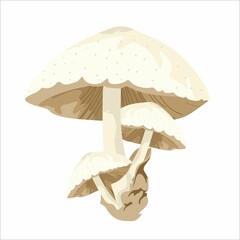 Angel Mushroom