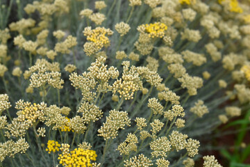 Italian everlasting flowers