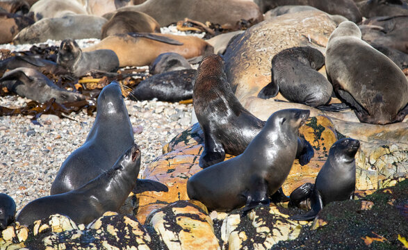 Seal colony on Geyser Island in the Atlantic Ocean a few meters off the coast of Fynbos in South Africa, known as Shark Alley.