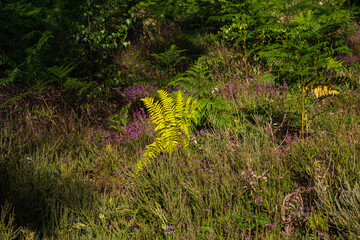 Ferns on the common