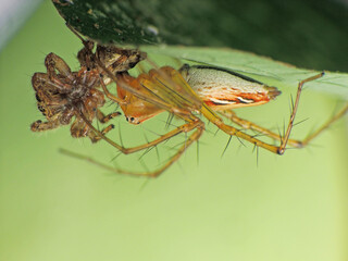 close-up of spider caught the other insect