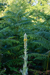 Ferns on the common